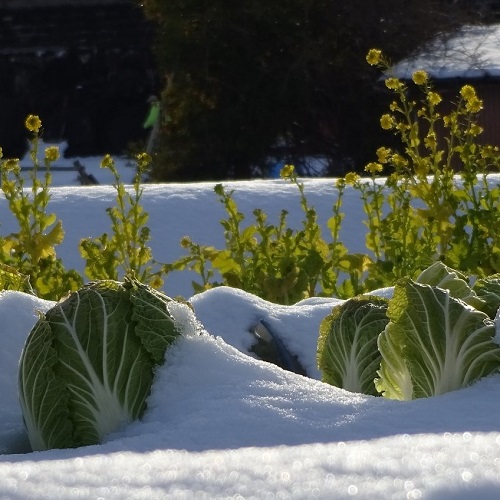 Gemüsebeet im Schnee
